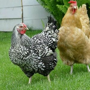 Meet your Posher, Shane